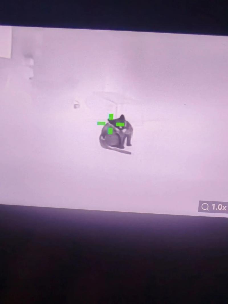 网上名媛是什么梗